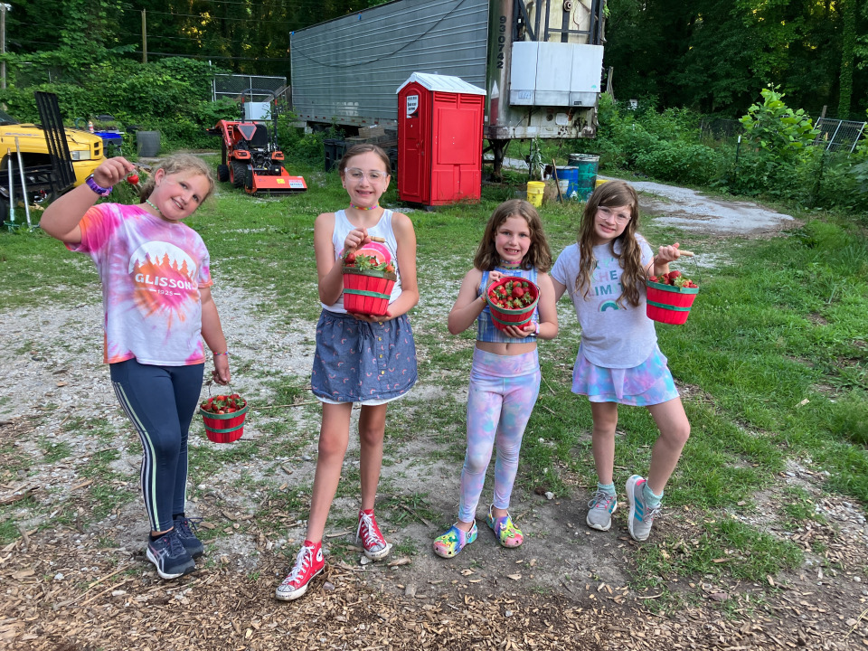 strawberry field picking basket
